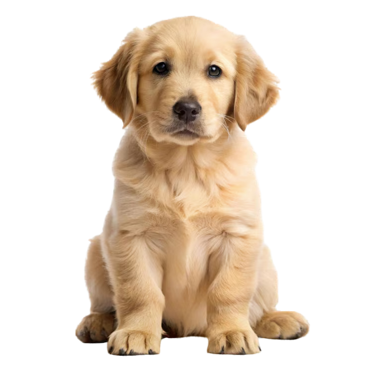 Cachorrinho B&B Petzone
